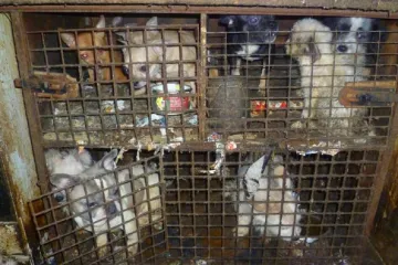 Závažného týrání zvířat přibylo. V nejrozsáhlejším případě odebrali veterináři dvě stě zubožených psů