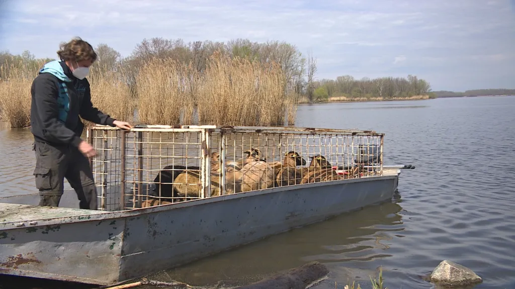 Ovce a kozy veze na ostrov rybářská loď