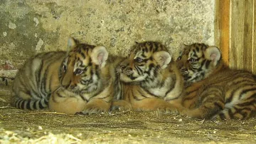 Mláďata sibiřského tygra