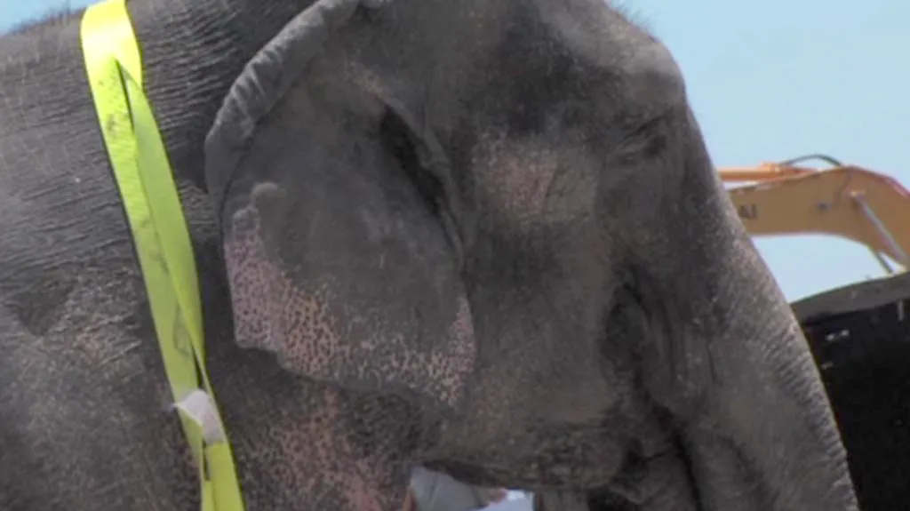 Cirkusový slon pomáhá uklízet trosky v Joplinu