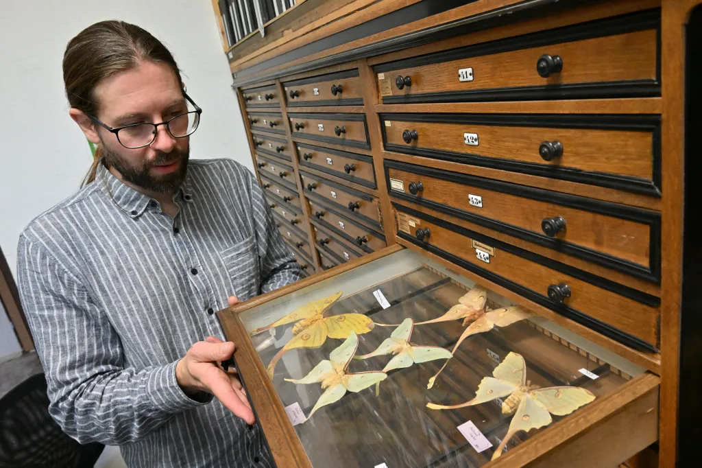 Entomolog Jiří Procházka ukazuje sbírku martináčů rodu Actias z depozitáře Moravského zemského muzea