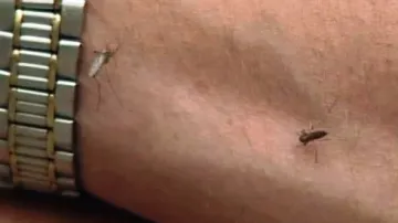 Komáři