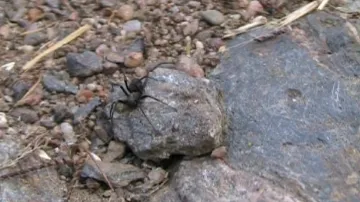 Pavouk mravčík skalní