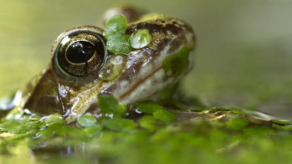 Nejlepší snímky fotografické soutěže ZSL Animal Photography Prize