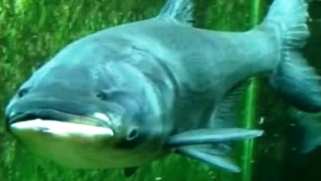 Asijský kapr