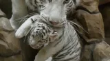 Mláďata bílých tygrů v Zoo Liberec