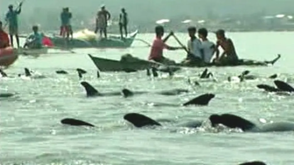 Zmatení delfíni