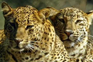 V Indii za posledních sto let prudce ubylo levhartů. Možná až o devadesát procent, říkají biologové