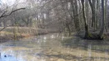 Zavodňování Kněžpolského lesa