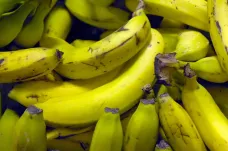 Plíseň banánů se šíří do Jižní Ameriky. Zničila už jeden druh tohoto ovoce