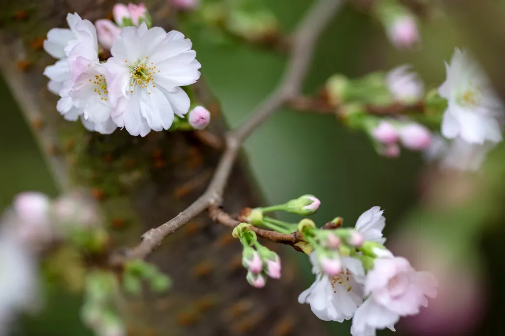 Sakura Matsuri je název festivalu japonské kultury. Ten nyní otvírá své brány pro návštěvníky v Singapuru. Součástí festivalu jsou i kvetoucí sakurové stromy