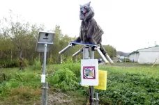 Japonské město chrání před medvědy robotická „Vlčí monstra“