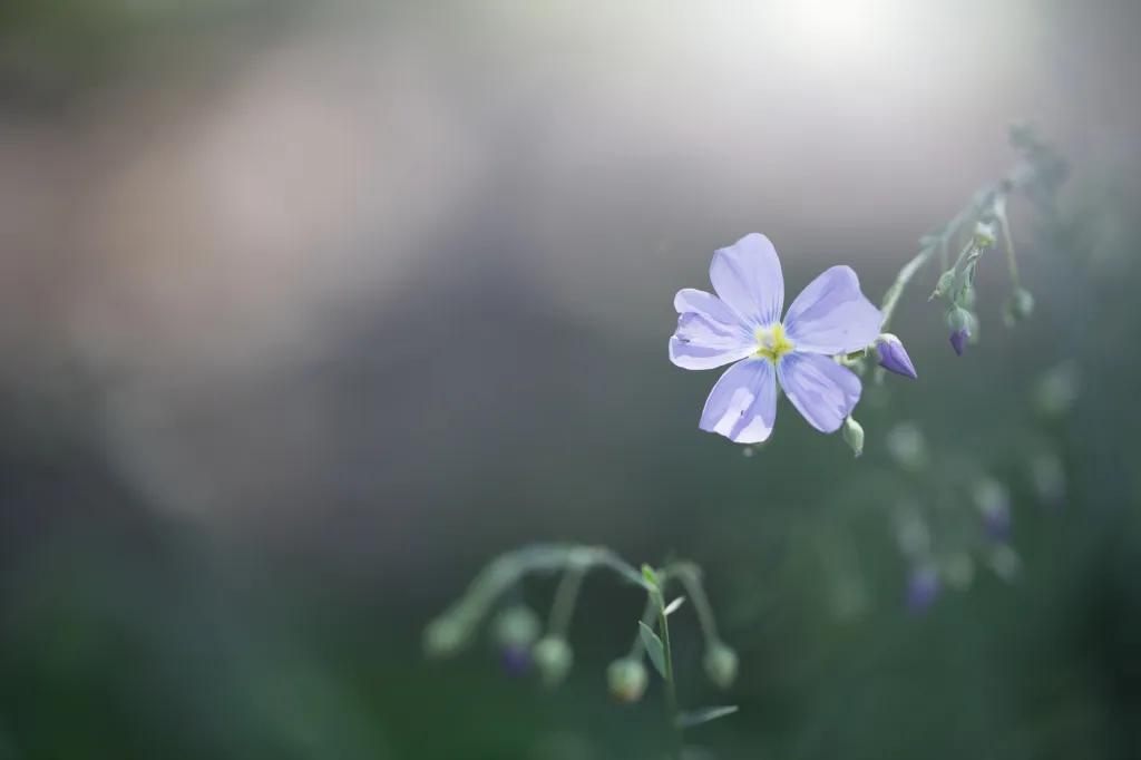 Botanická zahrada hl. m. Prahy slaví 50 let