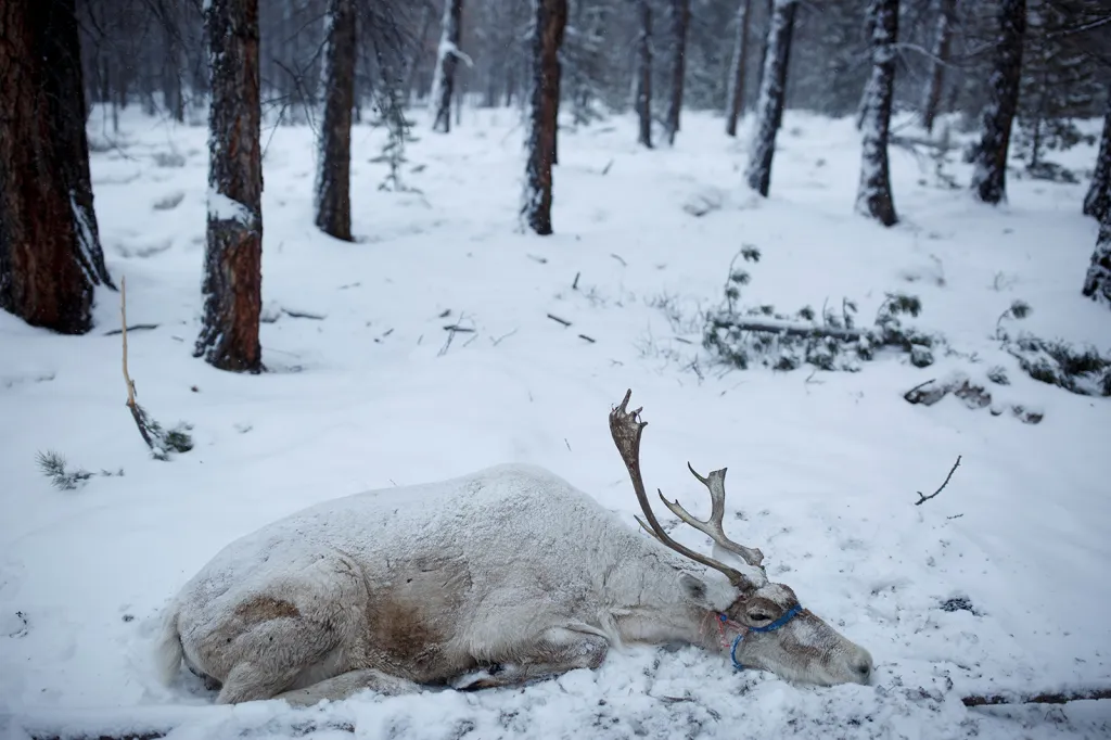 Sob ležící na lesních pastvinách kmene Dukhů chladící se o sníh. Sobi mají rádi chladné podnebí a v teplých měsících se s nimi jejich pastevci musí stěhovat vysoko do hor, daleko od civilizace, což jim znemožňuje udržovat se světem kontakt a zajistit dětem školní docházku.