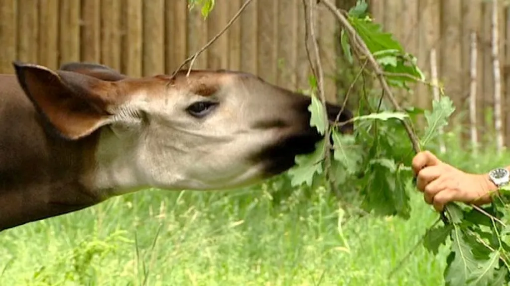 ZOO Dvůr Králové