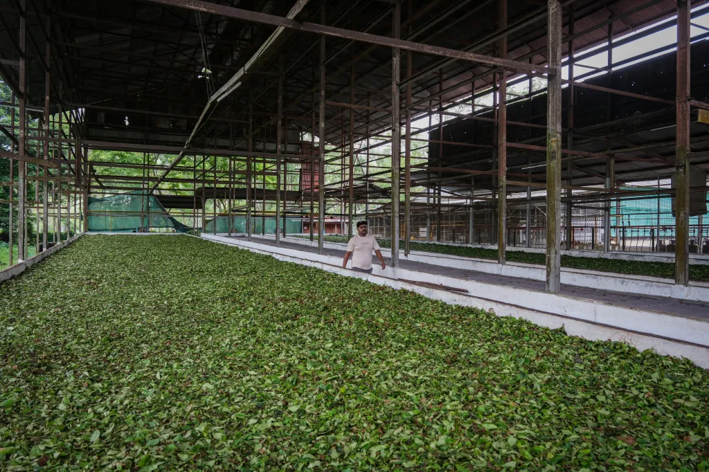 Loňský pokles produkce o 7,8 procenta na téměř 1,3 miliardy kilogramů, způsobený zejména prudkým úbytkem ve státě Ásám, zvýšil ceny téměř o pětinu, v průměru na 201,28 rupie (47,32 koruny) za kilogram