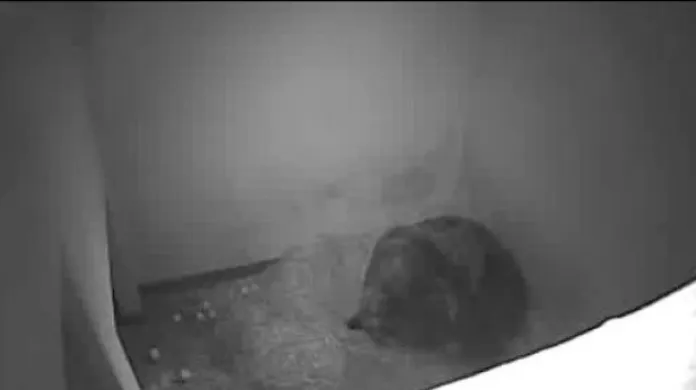 Záběry z porodního boxu medvědice Kamčatky