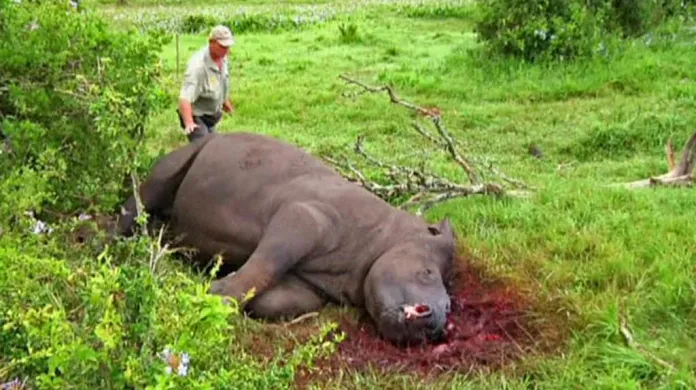 Nosorožec zabitý pytláky