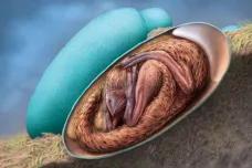 Vědci našli nejzachovalejší dinosauří embryo ve vejci. Je nečekaně podobné těm ptačím