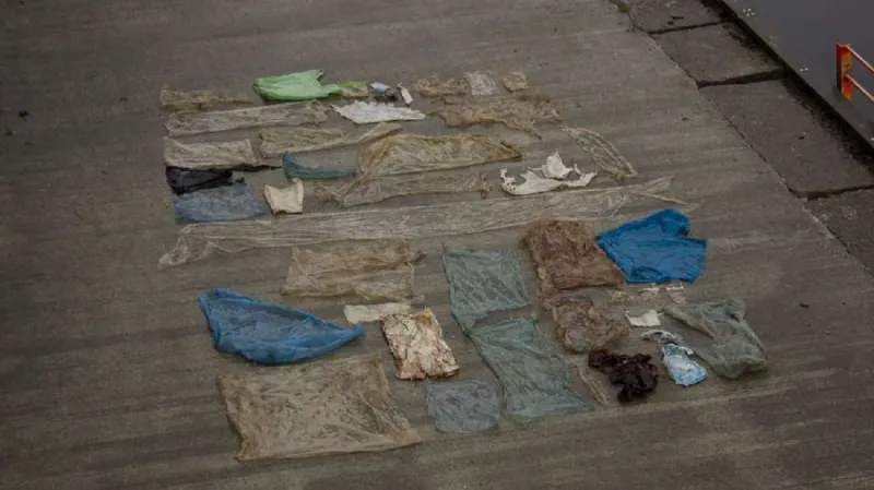 Obsah žaludku vorvaňovce nalezeného v Norsku