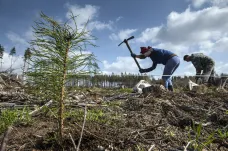 Sázení stromů po Česku přilákalo 31 tisíc lidí. Připravovali lesy na klimatickou změnu
