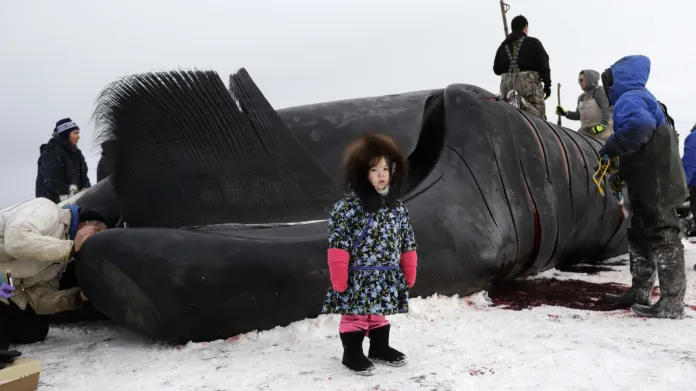Ulovit velrybu není po technické stránce nic složitého. Domorodé obyvatelstvo severu používá po staletí stejné metody