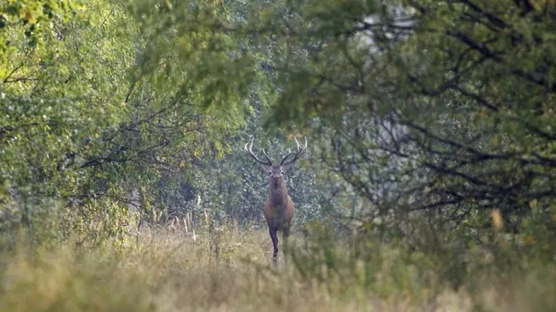 Zvěř v okolí Černobylu