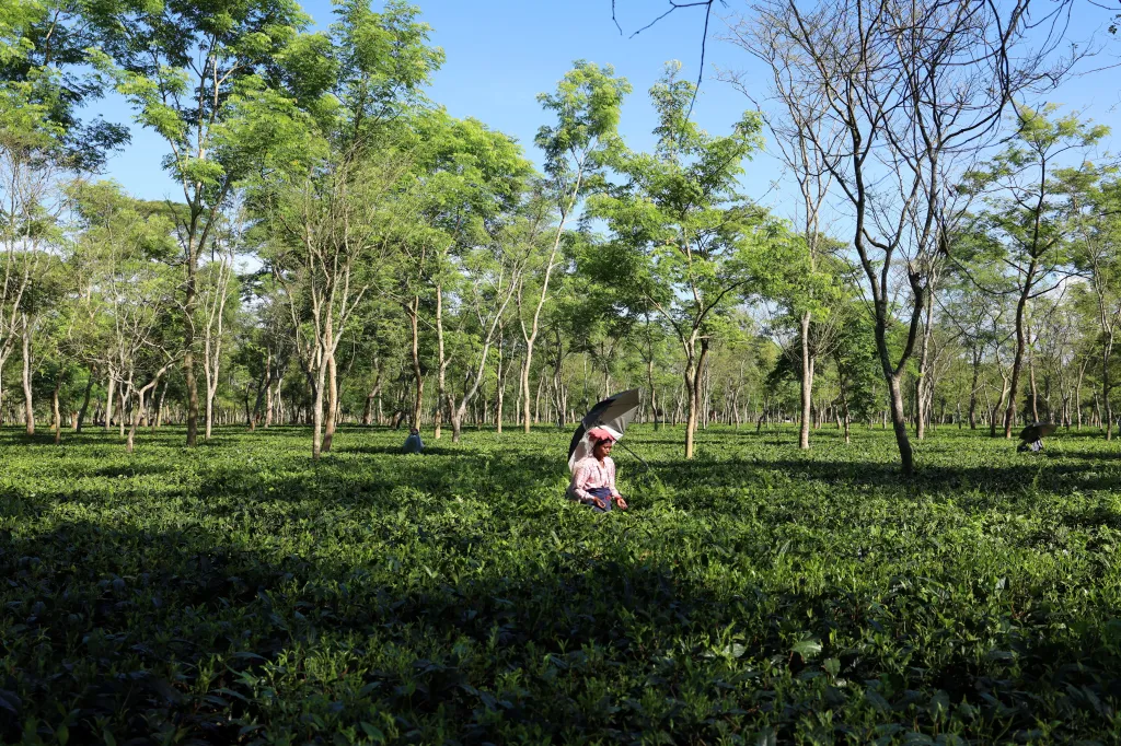 Sběračka čaje Kamini Kurmiová používá slunečník připevněný k hlavě, který ji chrání před spalujícím sluncem během sběru čaje. „Když je opravdu horko, točí se mi hlava a srdce mi začne velmi rychle bít,“ říká Kurmiová, jedna z desítek žen zaměstnaných pro svou obratnost, zatímco většinu běžných plodin sklízejí stroje během několika dnů
