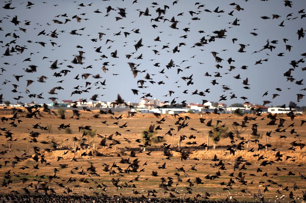 Hemžení migrujících špačků na obloze nedaleko vesnice Beit Kama v jižní části Izraele