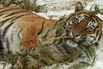 Vánoce v zoo: krmení zvířat a nové přírůstky