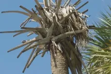 Všudypřítomné floridské palmy hynou. Nedokážou čelit nákaze, kterou přivál hurikán