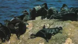 Tuleň bajkalský