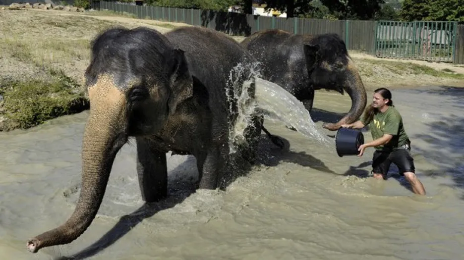 Sloni v ústecké zoo