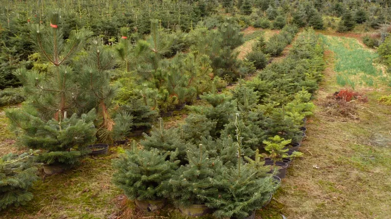 Plantáže vánočních stromků