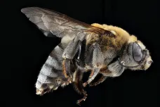 Včely přestávají tančit. Na našich polích už to zřejmě nemá smysl
