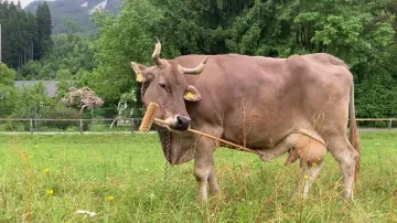 Kráva, která používá nástroje