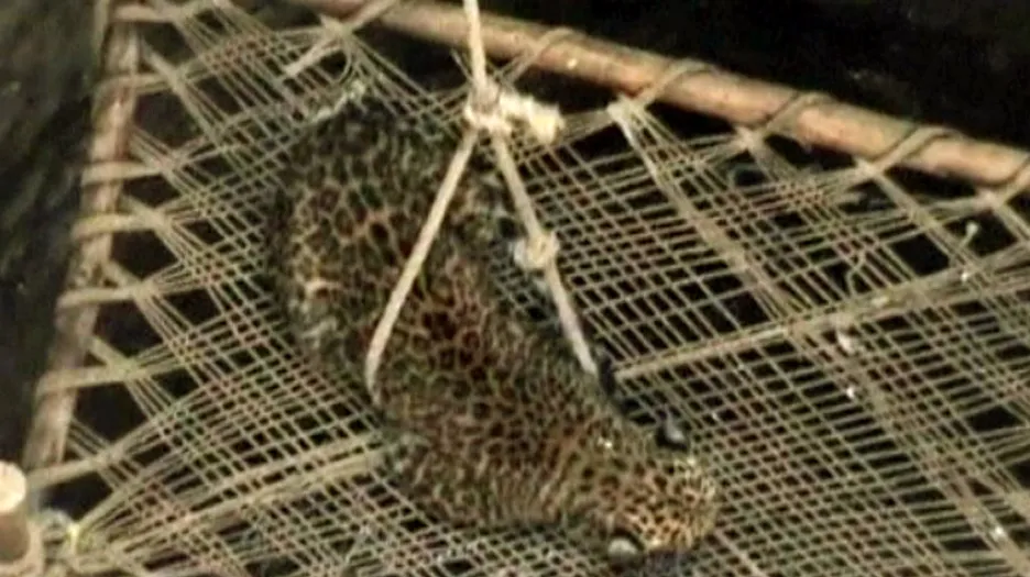 Záchrana leoparda v Gudžarátu