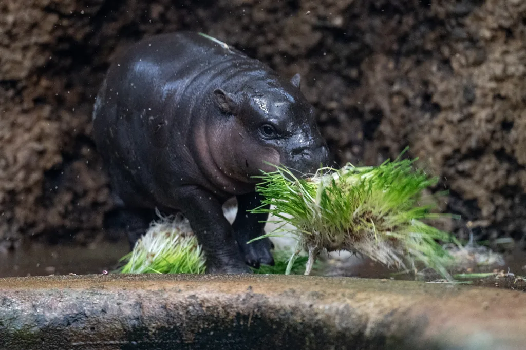 Je to velmi samotářské zvíře. V zoologických zahradách se připouštějí jen na několik dní v roce