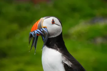 Papuchalk umí používat nástroje. Biologové ho zachytili s „větvičkou na drbání"