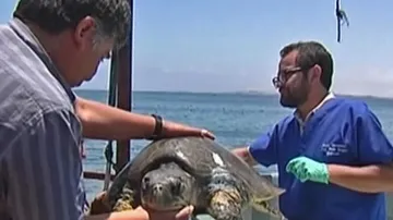 Chilští rybáři zachránili mořskou želvu