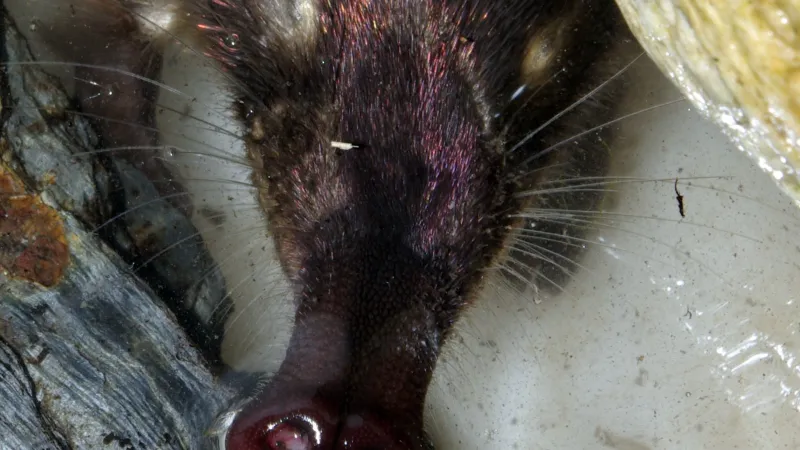 Chobůtek vychuchola