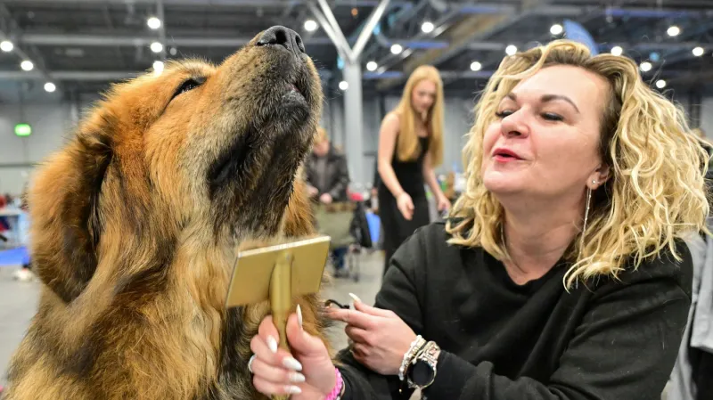 Výstava psů Duo Cacib