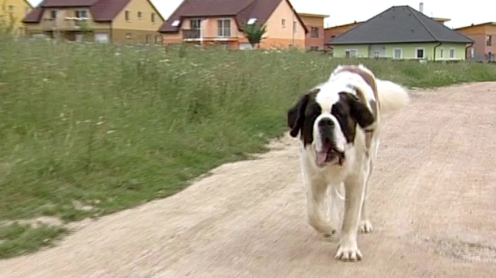 Podle nového občanského zákoníku zvíře už nebude věc