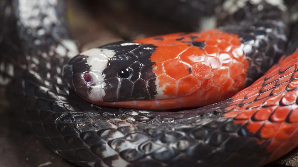 V podobném korálovci našli vědci neznámý druh hada