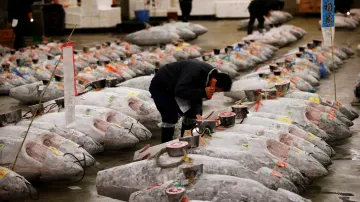 Trh s tuňáky v Japonsku