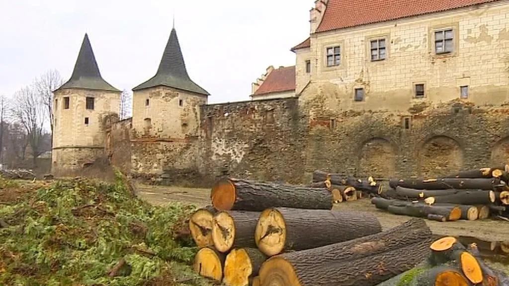 Pokácené stromy