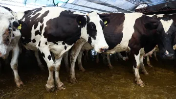 Krávy, ilustrační snímek