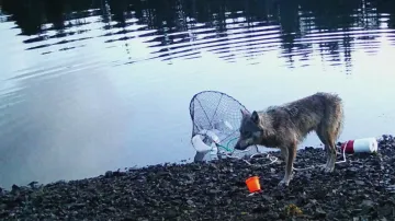 Vlk žere návnadu z pasti na kraby