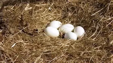 Čapí vejce