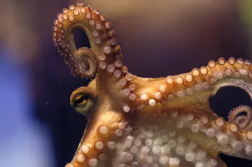 Chobotnice si specializují chapadla pro odlišné úkoly